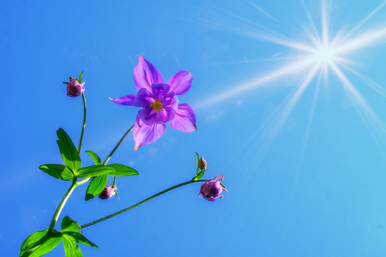 太陽と花開く