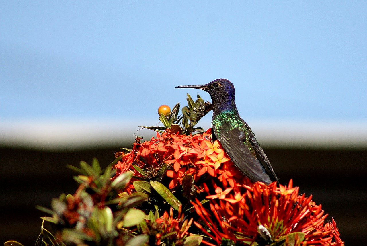 鳥と花